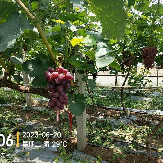 孟州市巨盛一号。苏欣一号红色提子