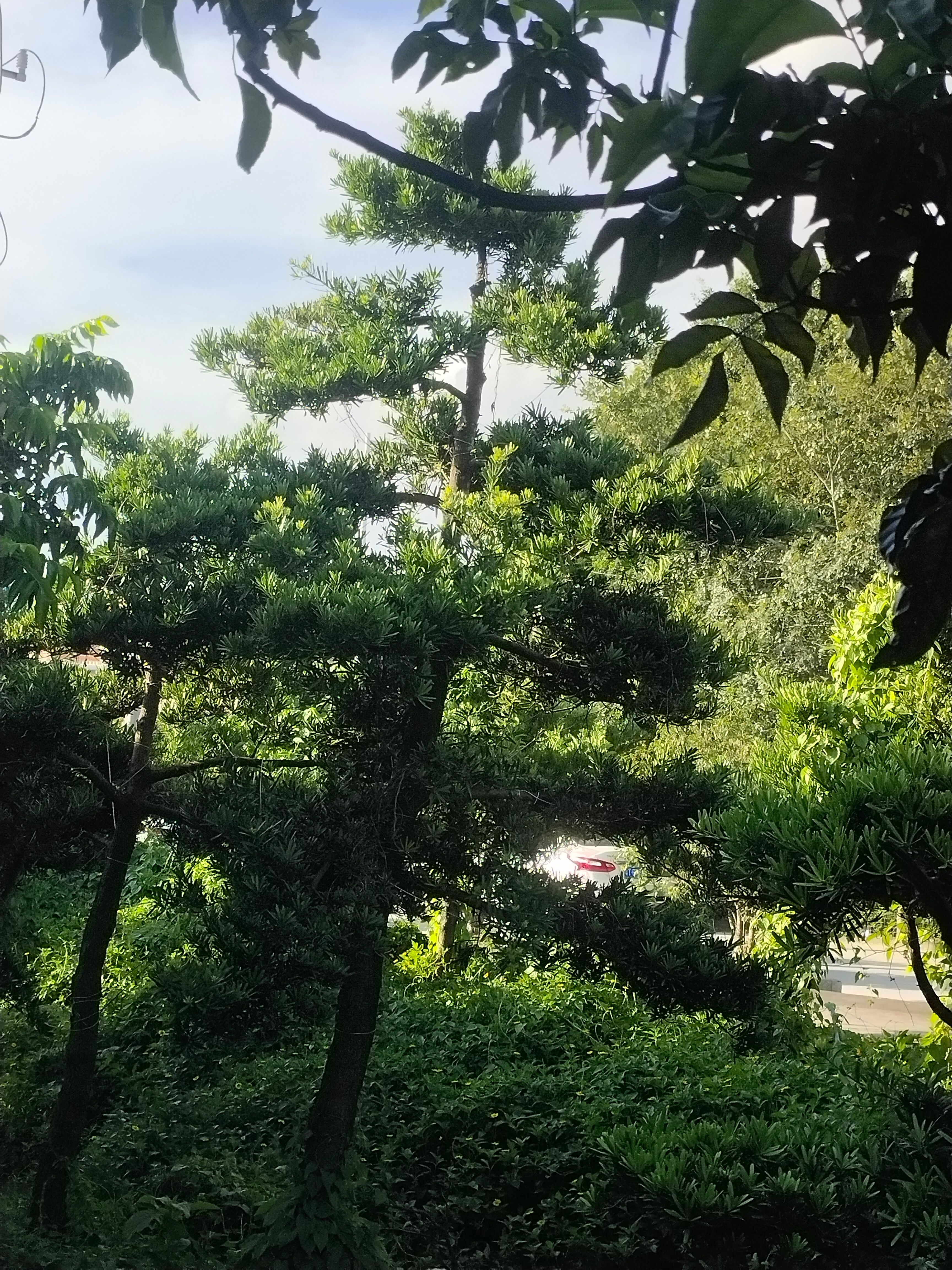 罗汉松