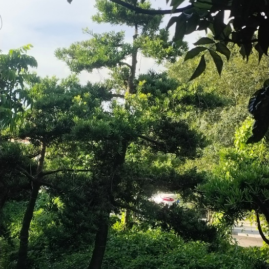 中山市罗汉松