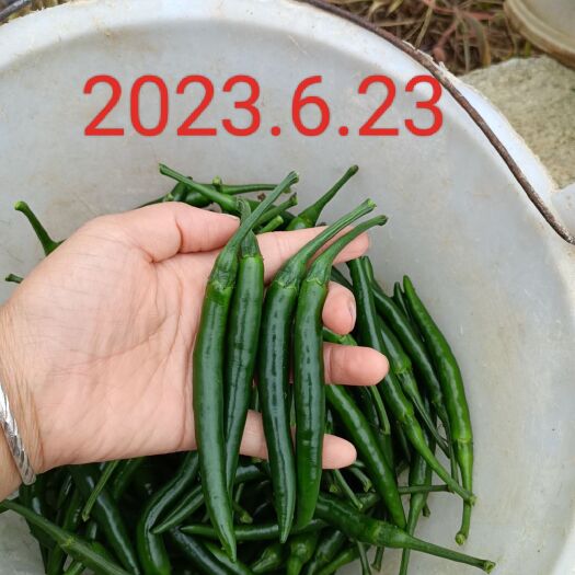 安龙县安龙县300亩青米椒开始上市，欢迎各位老板合作共赢