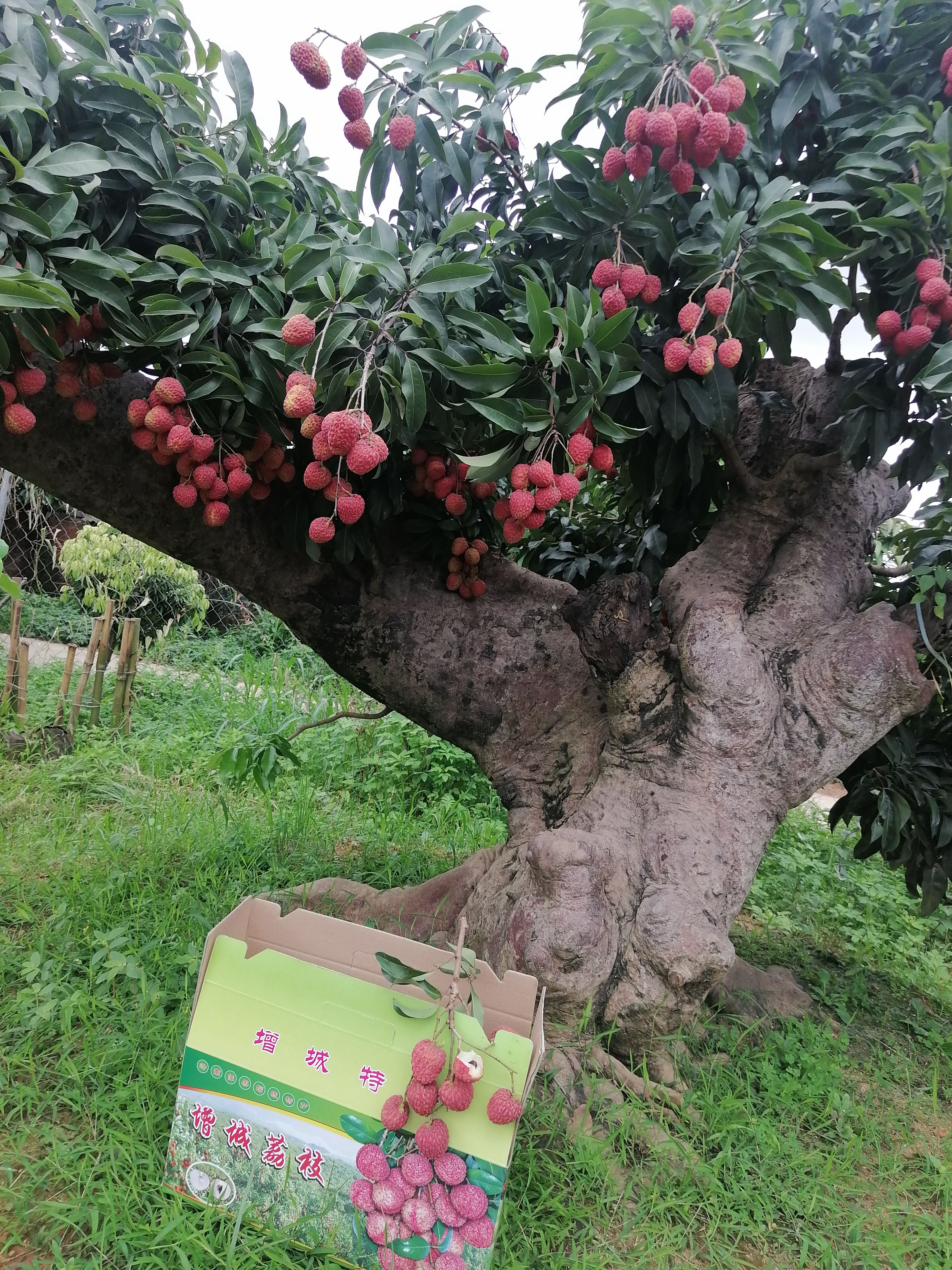 茘枝