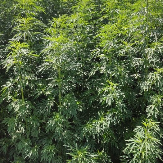 社旗县货干   质量好纯