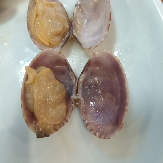 莱州市海湾扇贝、栉孔扇贝、江瑶贝、杂色蛤、