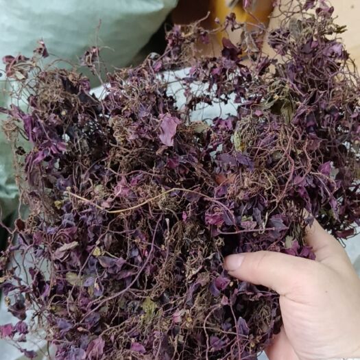 长沙红风斗草，风鼓草，风柜斗草