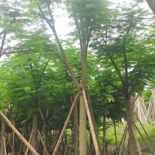 揭阳12-20分骨架凤凰木