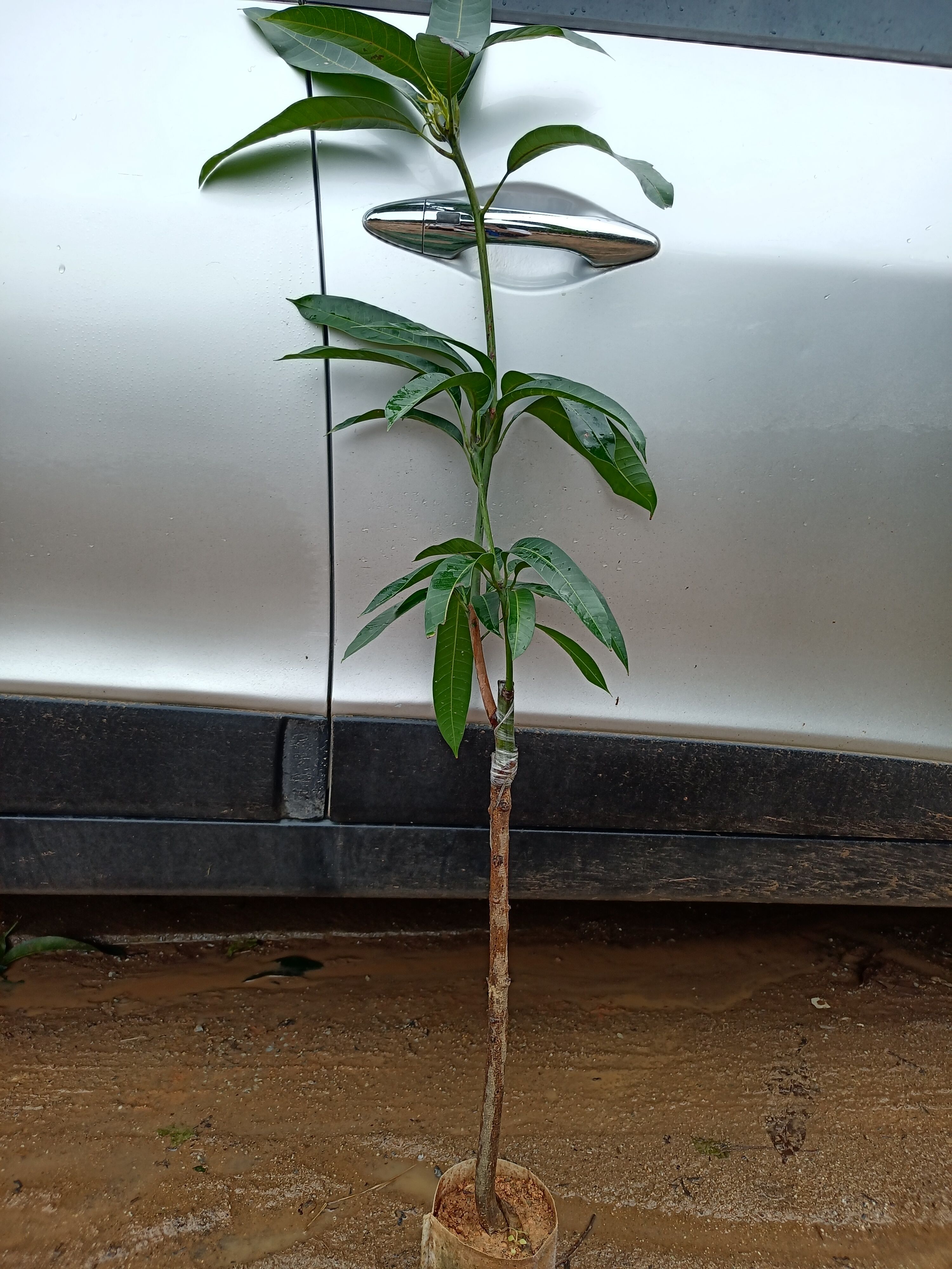 灵山县金煌芒果树苗