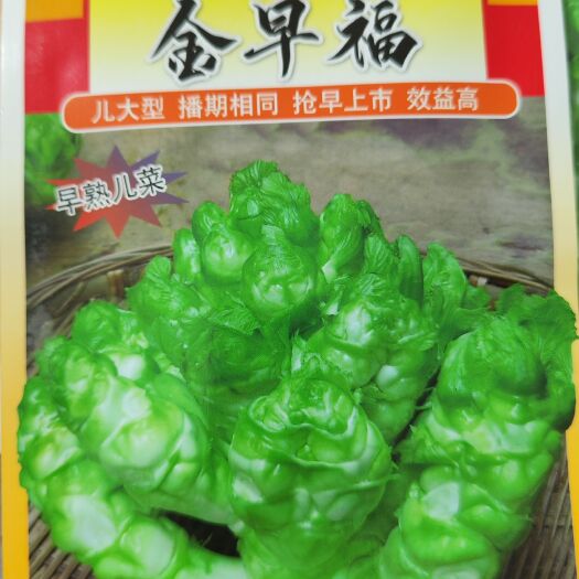 眉山重庆早熟金早福儿菜种子/白叶/耐寒/南充菜芥菜种子