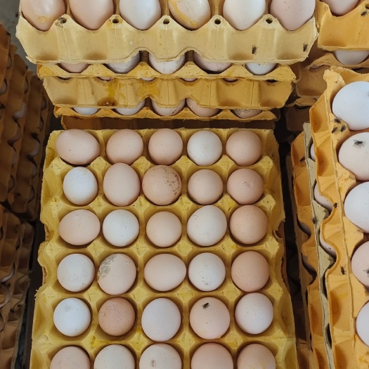威县常年大量供应新鲜次品蛋和鸡蛋液