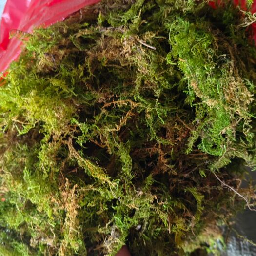 紫云县优质鲜活苔藓兰花蝴蝶兰种植铁皮石斛专用营养土爬宠用包邮观景