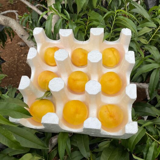 蒙阴县山东蒙阴大黄桃，各种桃子可以代发