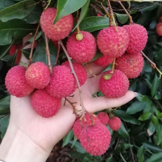 博罗县广东惠州老树桂味跟糯米糍新鲜采摘现发货水果 六月尾熟