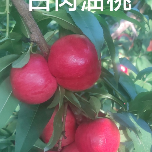 临猗县白肉油桃中油23中油20和中油18，中油16系列大量上市