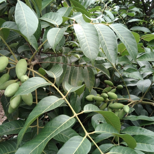 合江县橄榄