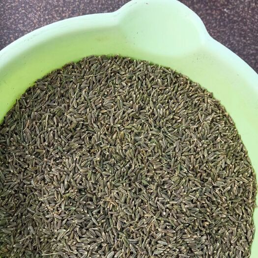 库尔勒市新疆巴州有孜然种植