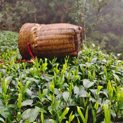 三江县绿茶