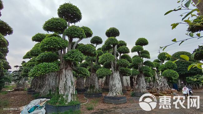 福建精品南安提根小叶榕桩头·漳州造型小叶榕桩头种植批发基地