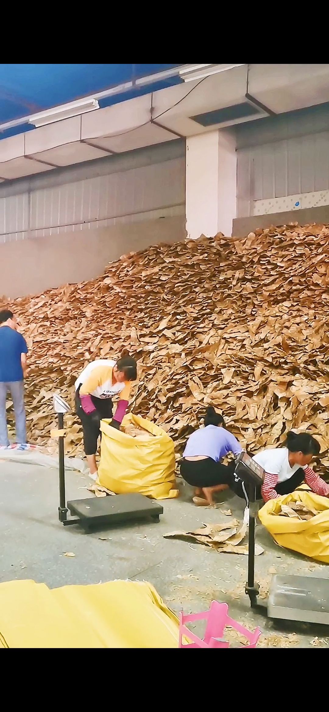 福建永安筍干(嫩筍尾)閩筍干竹筍干農(nóng)家筍高山野生筍干烤筍