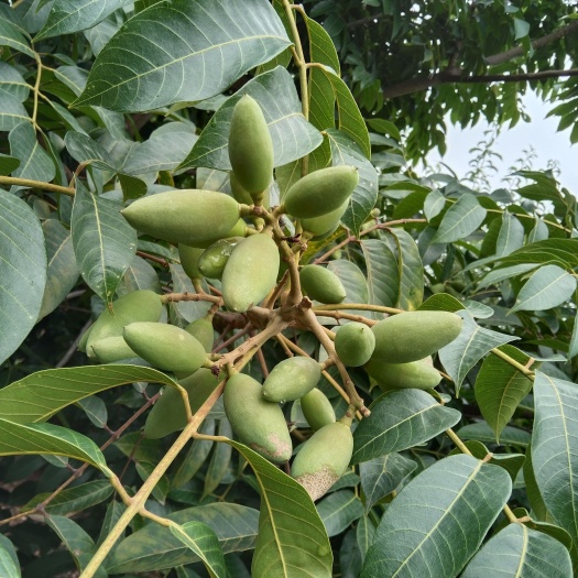 合江县鲜嫩青果，也叫橄榄，生吃泡茶梭子型的，质量杠杠的边摘边发