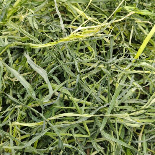 岷县23年晒干燕麦草兔子龙猫牧草荷兰猪豚鼠磨牙新鲜批发零售