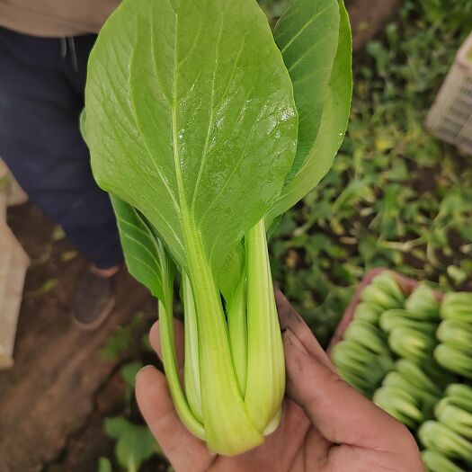 北京油菜上海青