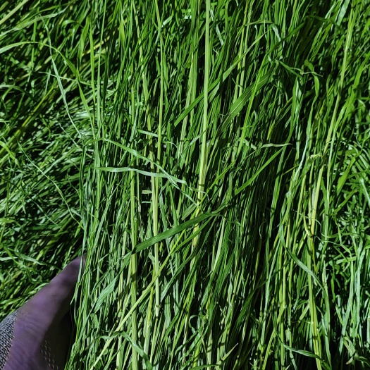 岷县23年烘干提摩西草兔子龙猫牧草荷兰猪豚鼠粮草磨牙新鲜批发零售