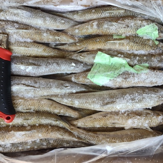 奎龙鱼