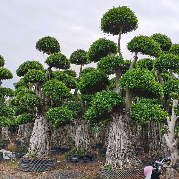 福建精品南安提根小叶榕桩头·漳州造型小叶榕桩头种植批发基地