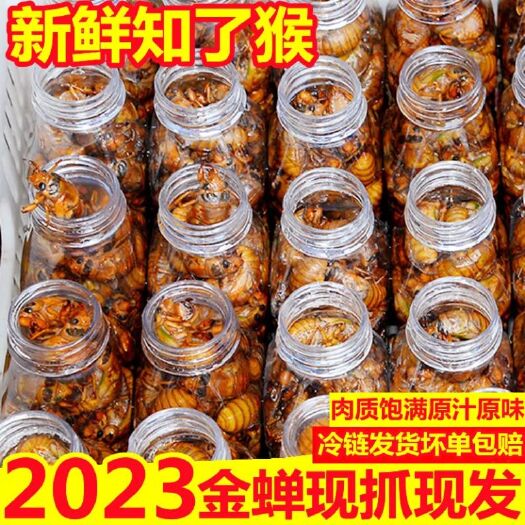 建宁县2024新鲜知了猴现抓现发