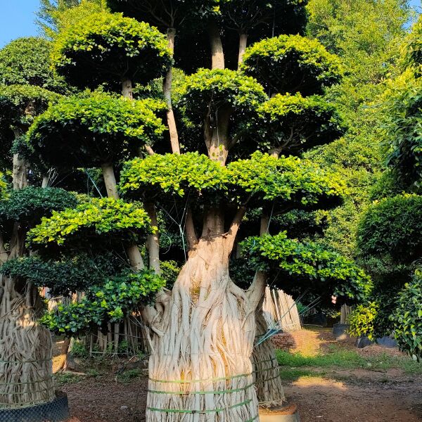 福建造型金钱榕桩景·漳州精品造型南安提根榕桩头盆景种植基地