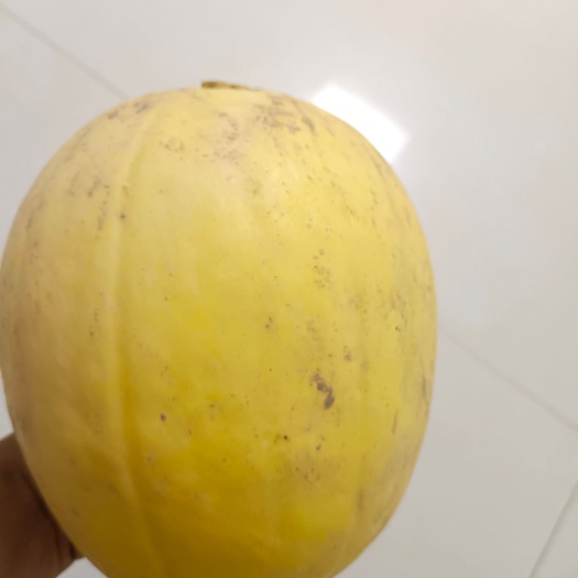 金丝绞瓜