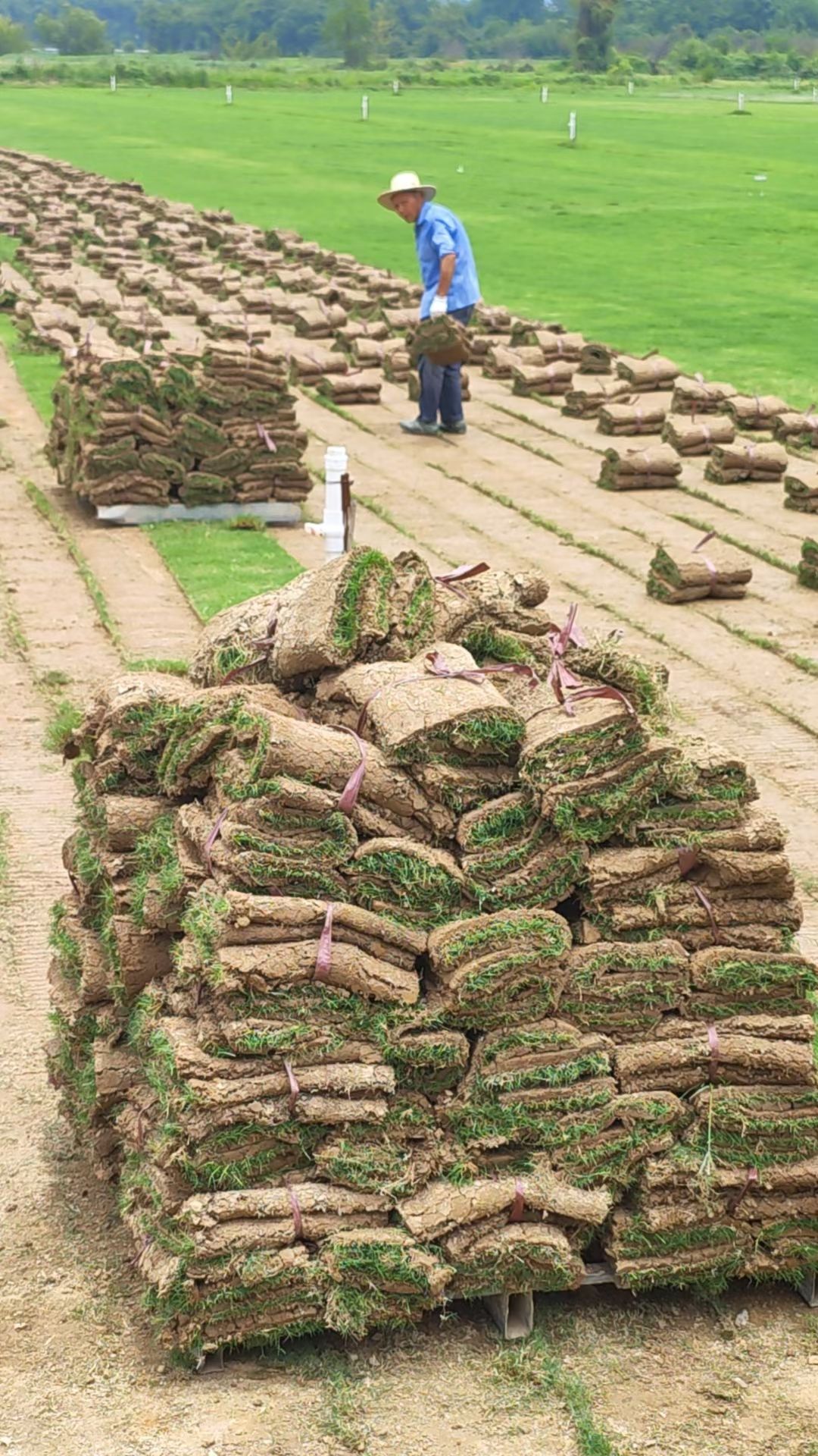 矮生百慕大，百慕大翡翠草，果岭草基地大量供应自产自销价格实惠