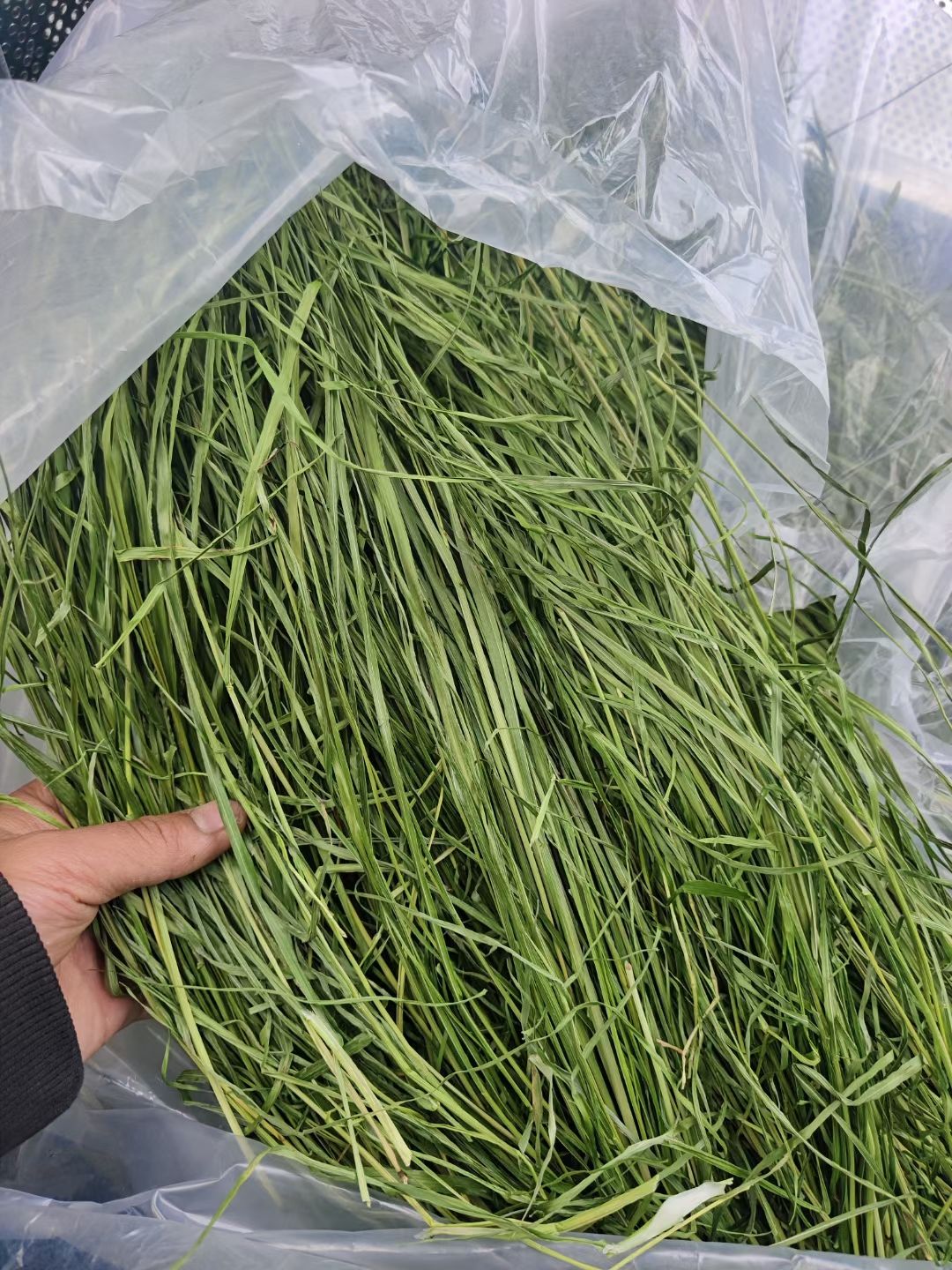 23年烘干提摩西草兔子龙猫牧草荷兰猪豚鼠粮草磨牙新鲜批发零售