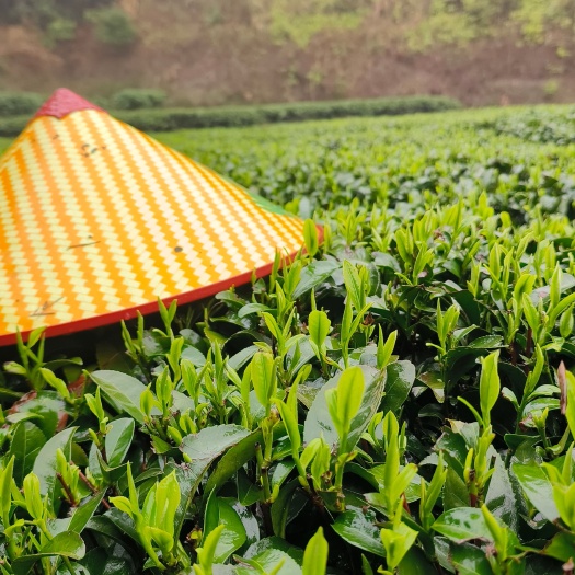 三江县红茶
