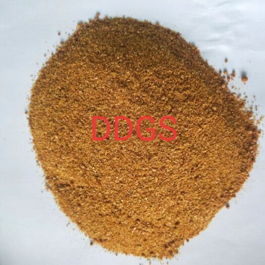 石家庄玉米酒糟DDGS