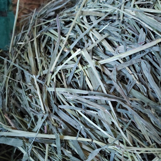 岷县23年晒干提摩西草兔子龙猫牧草荷兰猪豚鼠粮草磨牙新鲜批发零售