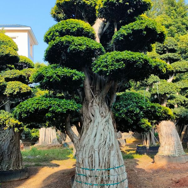 福建造型金钱榕桩景·漳州精品造型南安提根榕桩头盆景种植基地