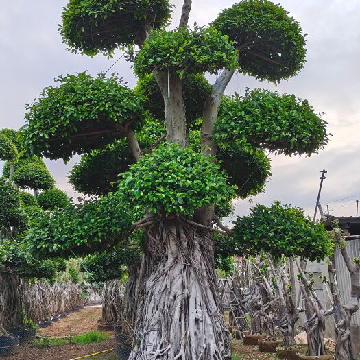 福建精品南安提根小叶榕桩头·漳州造型小叶榕桩头种植批发基地