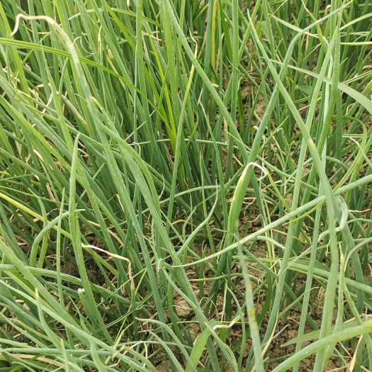 阜阳毛葱