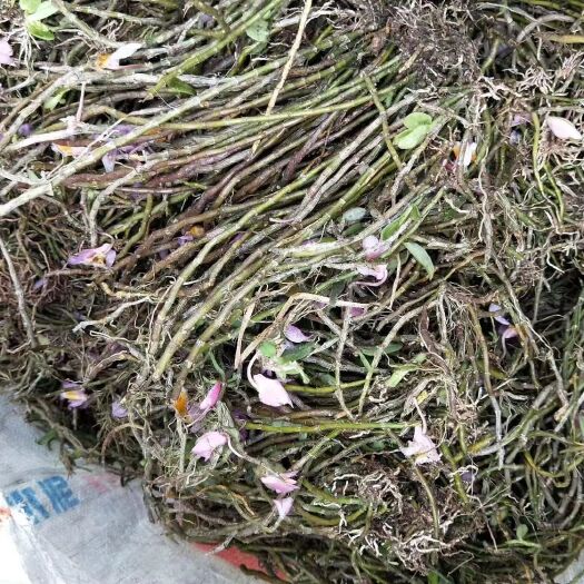 产地直销     小黄草石斛