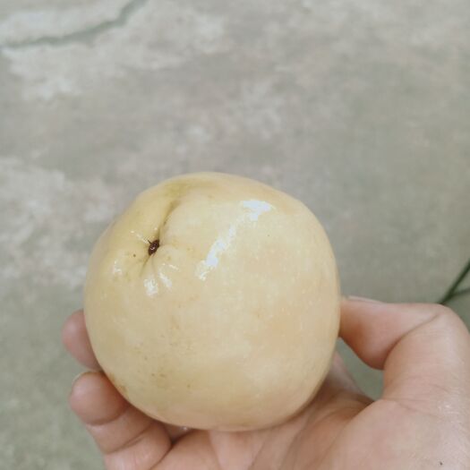 昌宁县泡酸木瓜