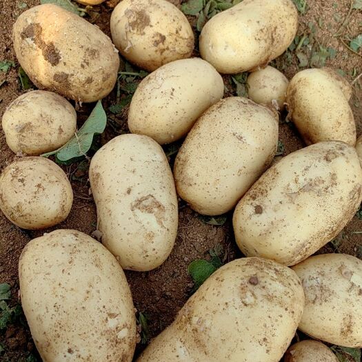绥中县实验一号，黄心土豆大量上市了个头大皮毛亮暑型正无青头货源充足