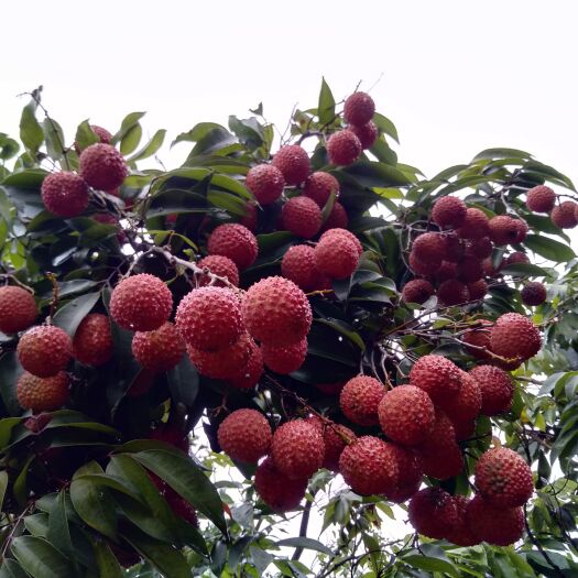 东莞市桂味荔枝