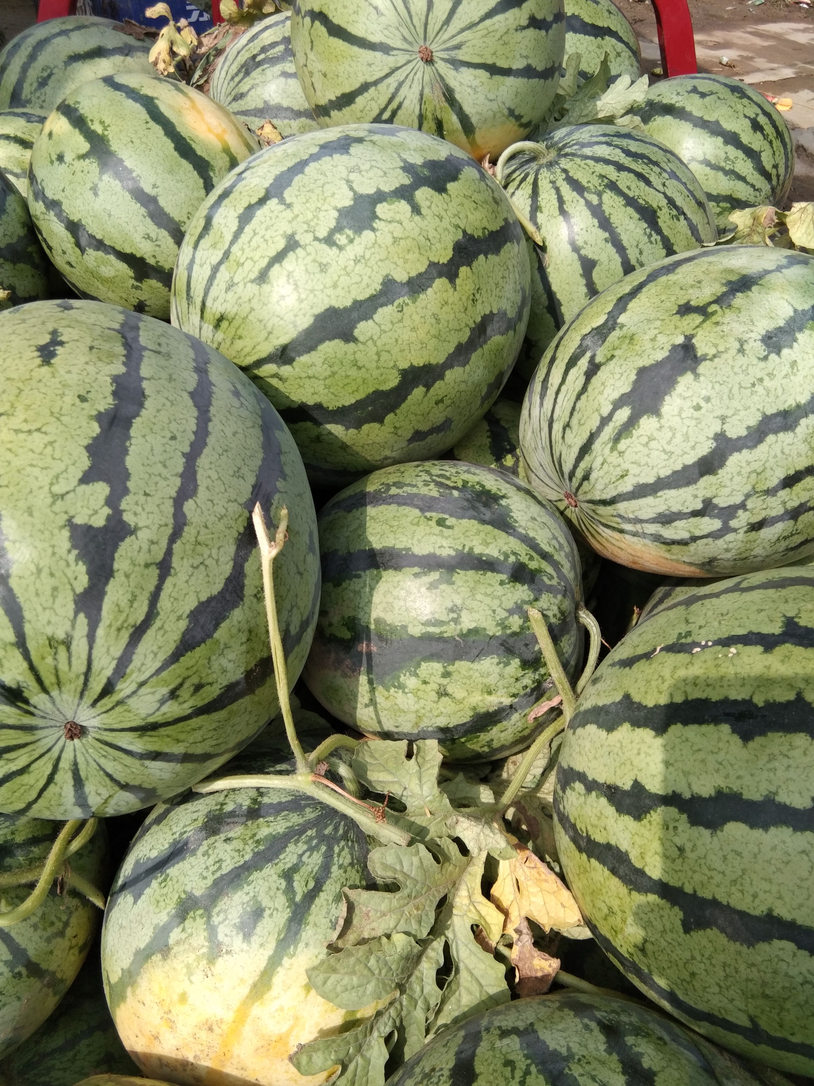 本地西瓜直供京欣系列，红钻，美都，金城五号大量上市欢迎订购！