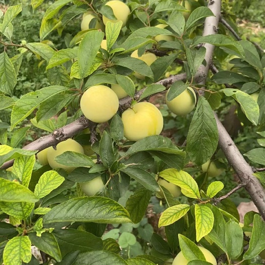 汉源县桃花李