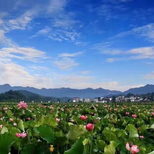 龙游县荷叶干品（条或整张）