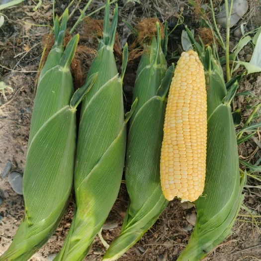 6月底到10末大量供应天津河北地区鲜食玉米，有需要的联系我！