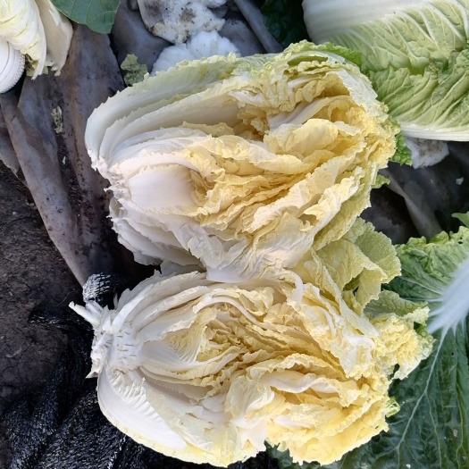 哈尔滨自己家种植的大白菜，有10万斤