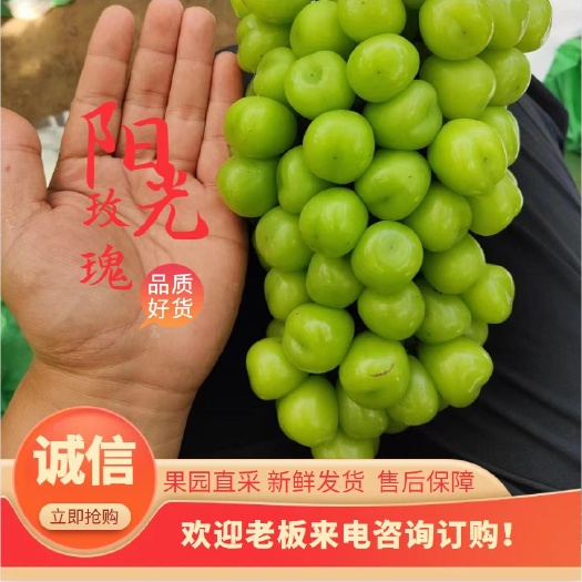 晋州市阳光玫瑰产地直供 河北晋州万亩基地口感好 电商通货精品量大