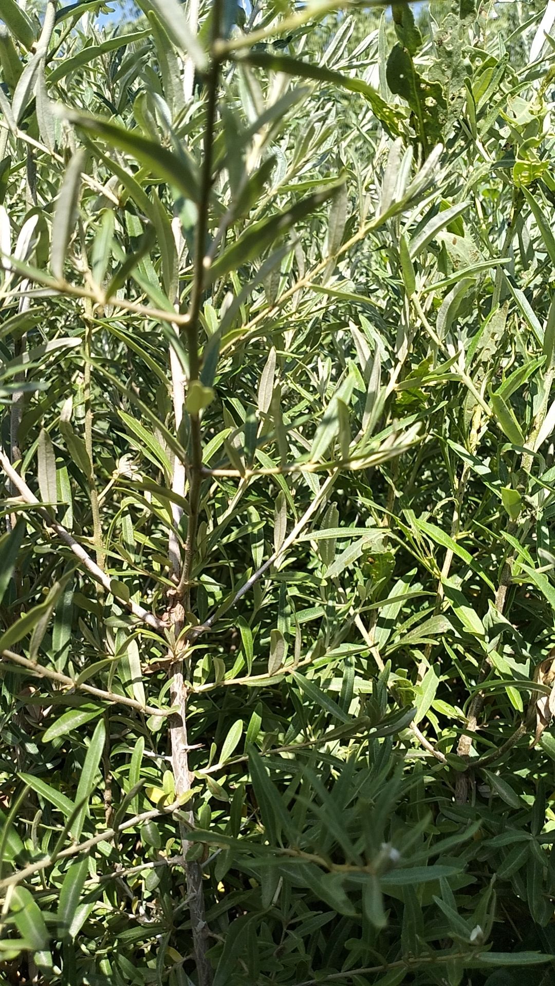 沙棘苗子50起步裸根