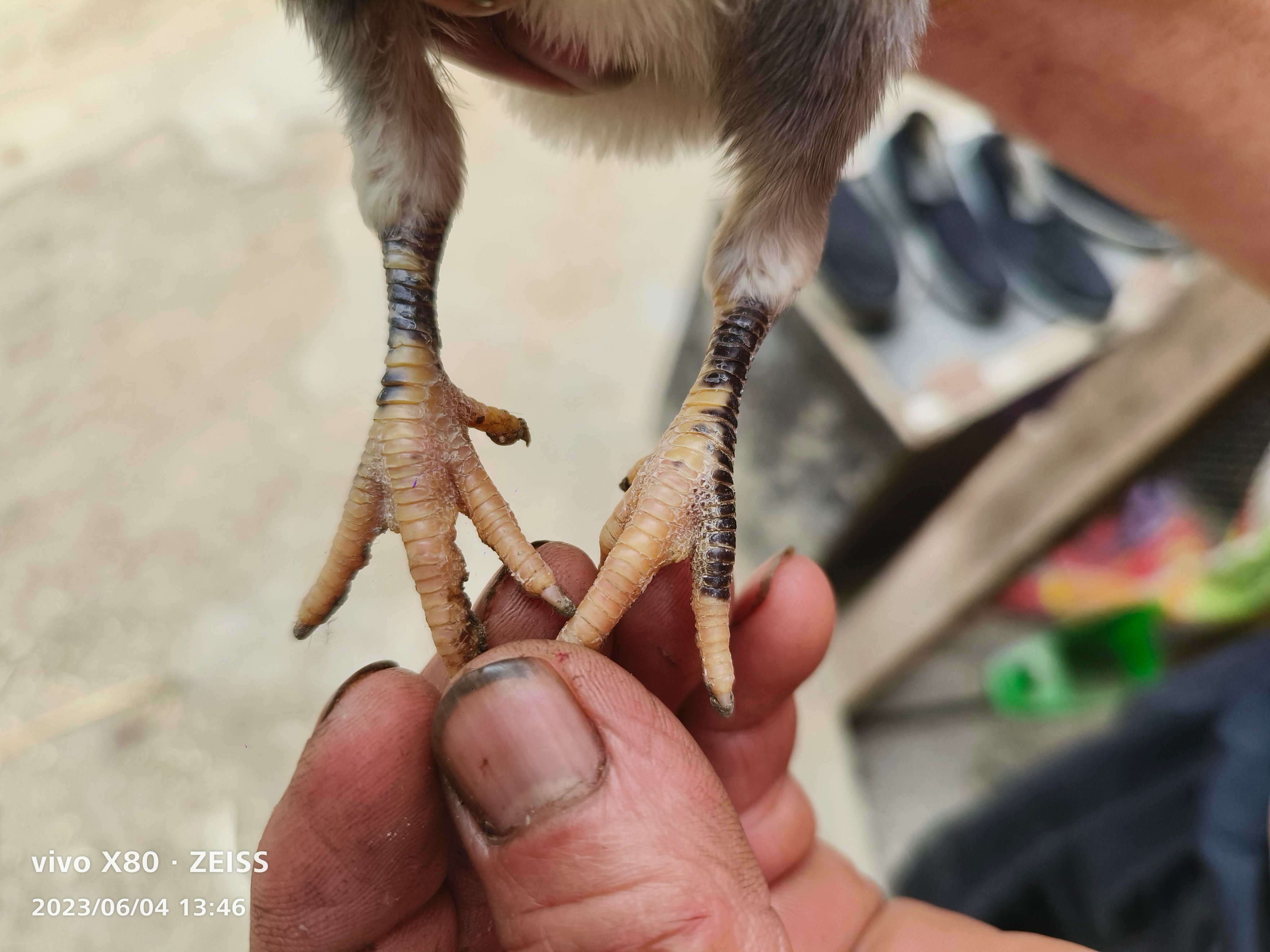 独鳞徘拐斗鸡，斗鸡蛋，斗鸡苗，12一枚，满八枚顺丰包邮包破损